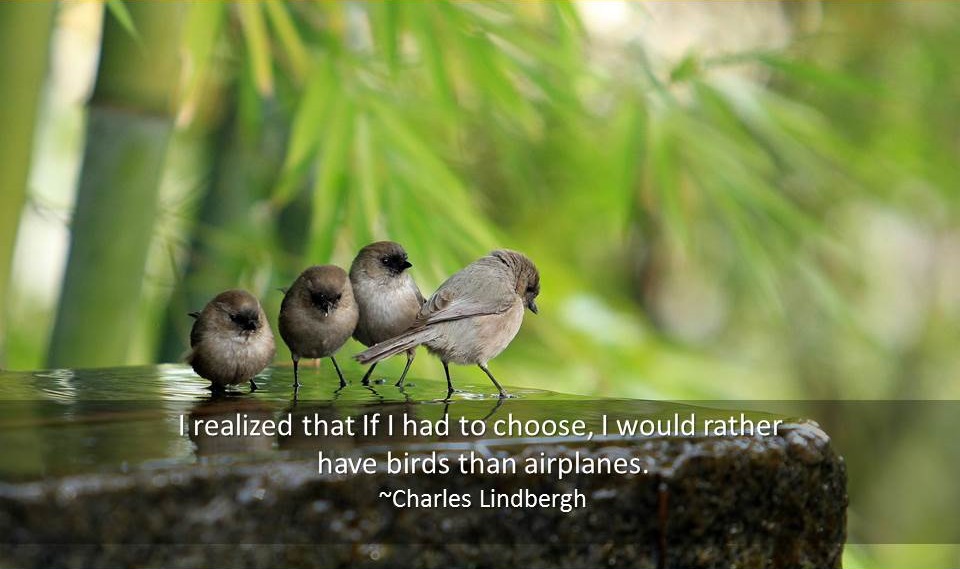 Bird Quotes - Quotations about Birds - Famous Quotes - Funny Cartoons