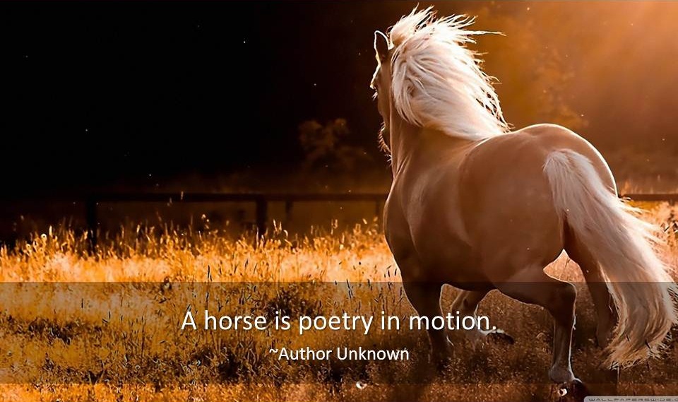 Horse Quotes Famous Quotes & Quotations about Horses
